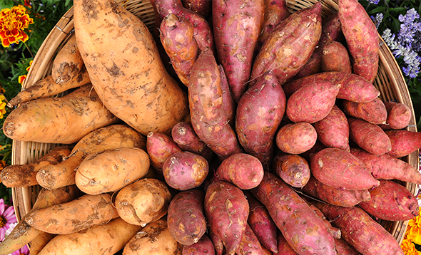 Sweet Potatoes